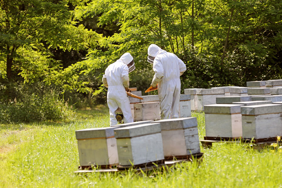 Notre exploitation apicole : nos apiculteurs au rucher