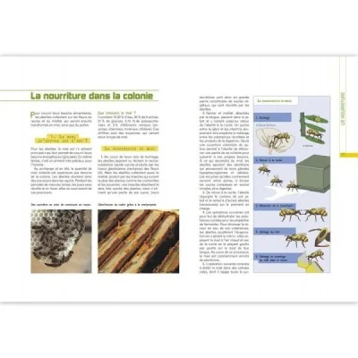 L’élevage des abeilles