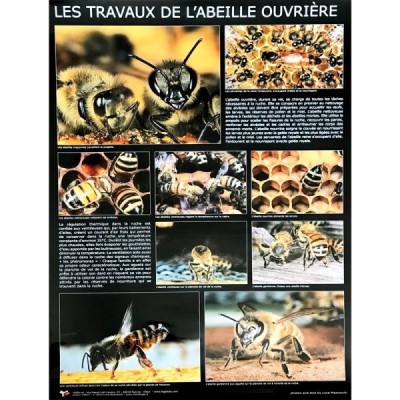 Affiche thématique “abeille ouvrière”
