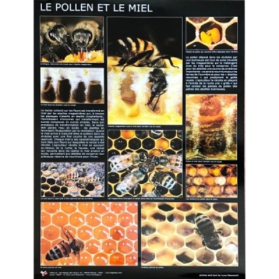 Affiche thématique “pollen et miel”