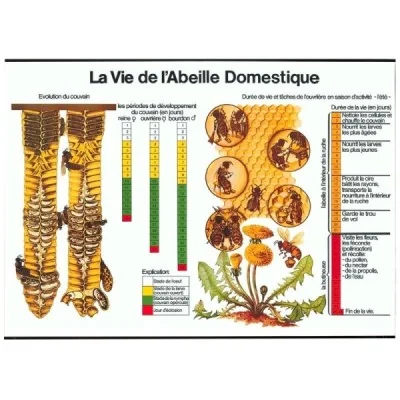 Tableau pédagogique “La vie de l’abeille domestique”