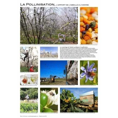 Affiche La Pollinisation – Photos Tourneret