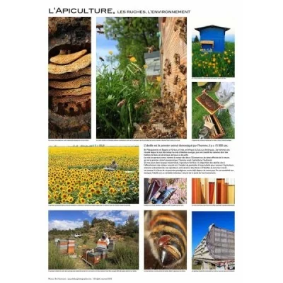 Affiche L’Apiculture – Photos Tourneret Affiche L’Apiculture – Photos Tourneret