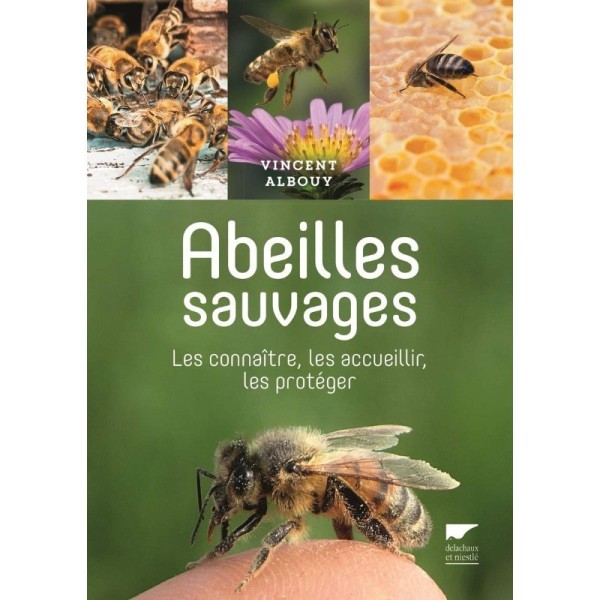 Comment reconnaitre les abeilles sauvages ?