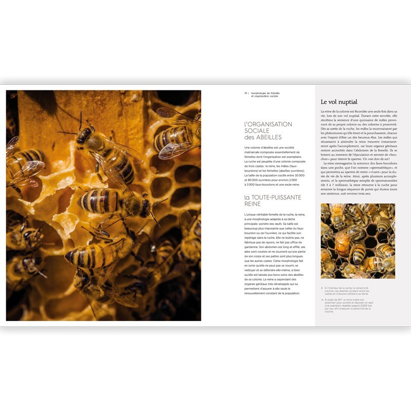 Le miel – L’art des abeilles, l’or de la ruche