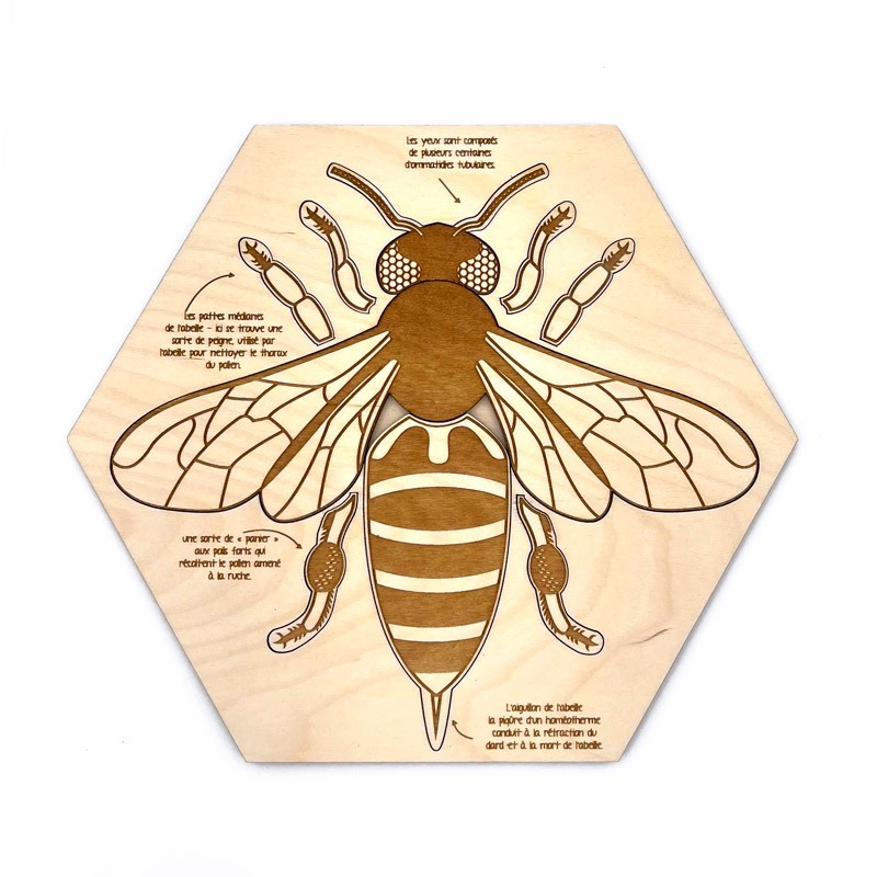 Puzzle en bois “Anatomie de l’abeille”