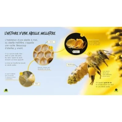 De l’œuf à l’abeille De l’œuf à l’abeille