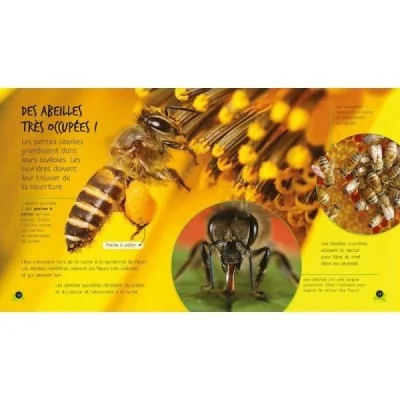 De l’œuf à l’abeille De l’œuf à l’abeille