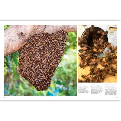 Les abeilles : vaillantes et essentielles