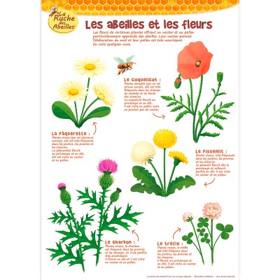Kit de 5 posters pédagogiques - La ruche des abeilles