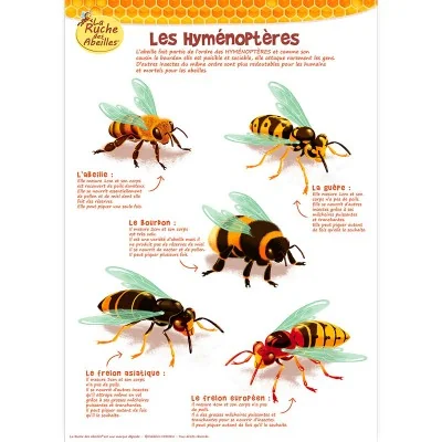 Kit de 5 posters pédagogiques - La ruche des abeilles Kit de 5 posters pédagogiques - La ruche des abeilles
