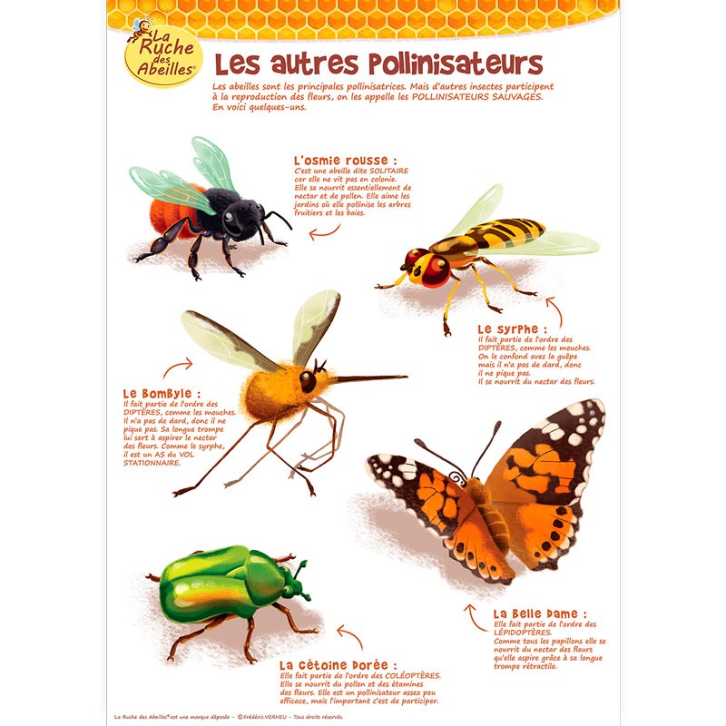 Kit de 5 posters pédagogiques - La ruche des abeilles