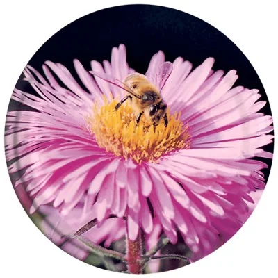Capsule pasteurisable Ø82 - motif abeille & fleur rose Capsule pasteurisable Ø82 - motif abeille & fleur rose