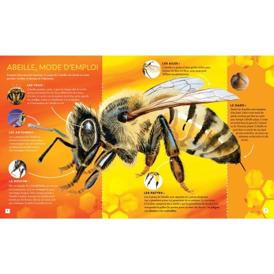 Extrait du livre "Pas si bête : l'abeille à miel" Extrait du livre "Pas si bête : l'abeille à miel"