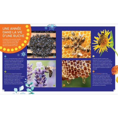 Extrait du livre "Pas si bête : l'abeille à miel" Extrait du livre "Pas si bête : l'abeille à miel"