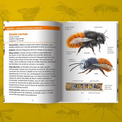 Extrait du livre "Abeilles et guêpes" Extrait du livre "Abeilles et guêpes"