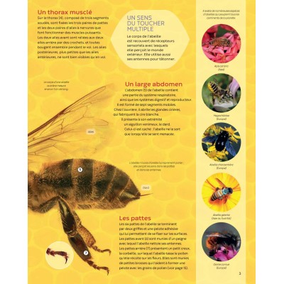 Extrait du livre "Les abeilles - la grande imagerie" Extrait du livre "Les abeilles - la grande imagerie"