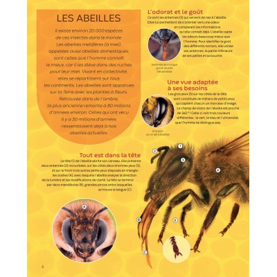 Extrait du livre "Les abeilles - la grande imagerie" Extrait du livre "Les abeilles - la grande imagerie"