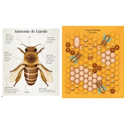 Extrait du livre Le monde des abeilles et leurs familles avec anatomie de l’abeille et intérieur de la ruche