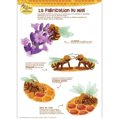 Poster La fabrication du miel La Ruche des Abeilles, support didactique sur le nectar et le miel