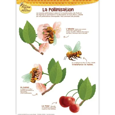 Poster La pollinisation La Ruche des Abeilles, affiche pédagogique sur les abeilles et les fleurs