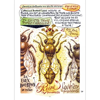 Extrait de la BD Les Abeilles présentant la reine, l’ouvrière et le faux bourdon au sein de la colonie.