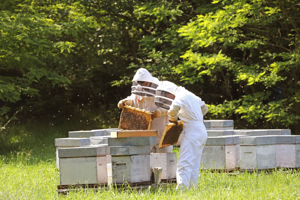 Métier apiculteur chez Apiculture Remuaux
