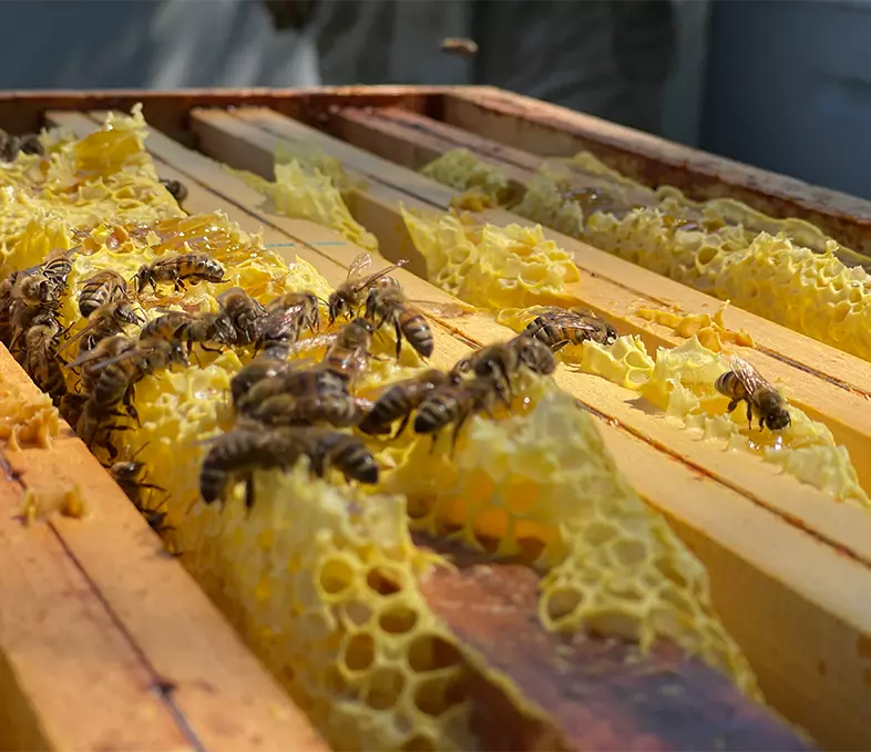 Pollen d'abeilles Bio Brut