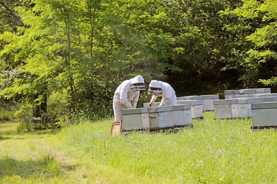 Notre exploitation apicole : nos apiculteurs au rucher