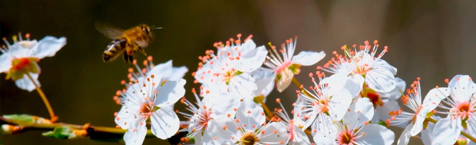 Abeille en vol au-dessus de fleurs blanches, visuel du Congrès Européen de l’Apiculture 2026