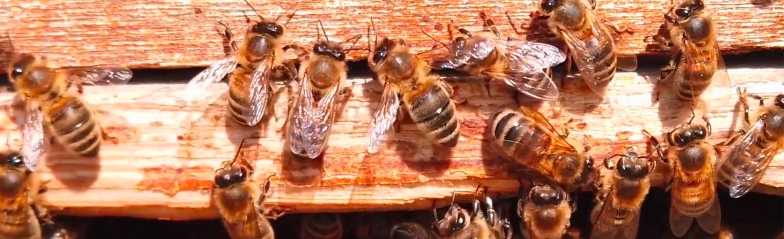 Abeilles regroupées à l’entrée d’une ruche en bois