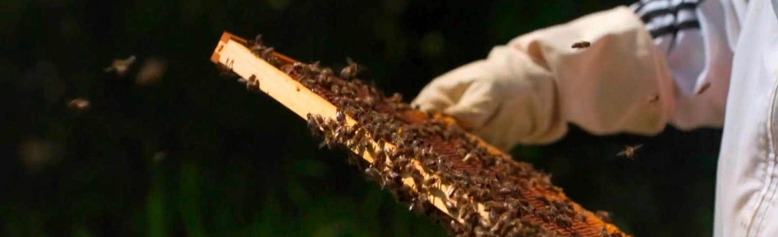 Apiculteur observant un cadre couvert d’abeilles