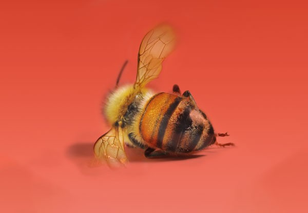 OMAA : un allié précieux pour la santé de nos abeilles